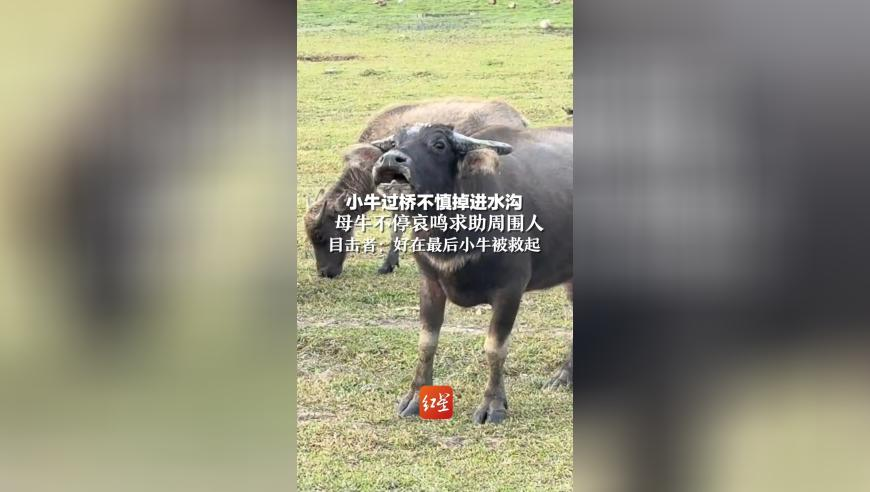 管家婆一肖一码最准资料长期公开,哪吒2的风还是吹到了TVB,精准解释落实及其象征意义_公测版V6.54