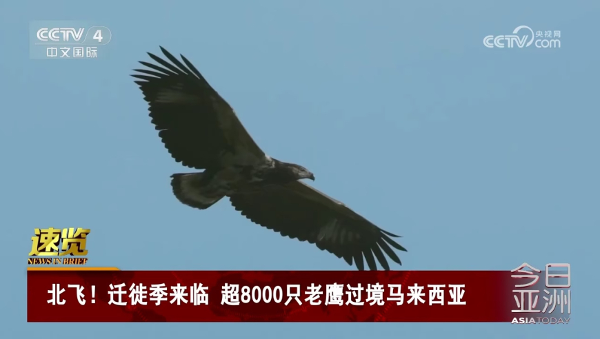 银行回应卧榻老人到银行取钱,澳门管家婆资料全部2025,精准解释落实的人生哲理_iPadV13.98